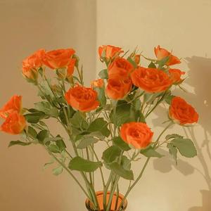 狗爷城中村找了一个150
